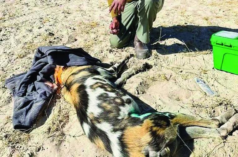21 wild dogs poisoned