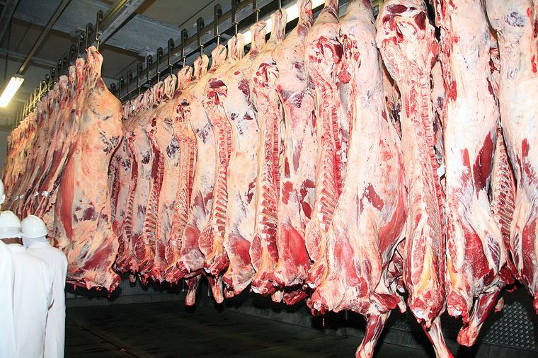 BMC slaughters more cattle despite FMD